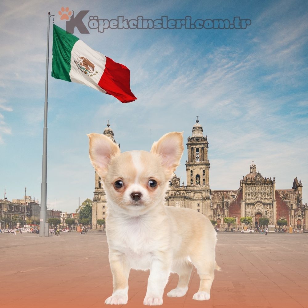 Menşei Meksika Olan Köpekler