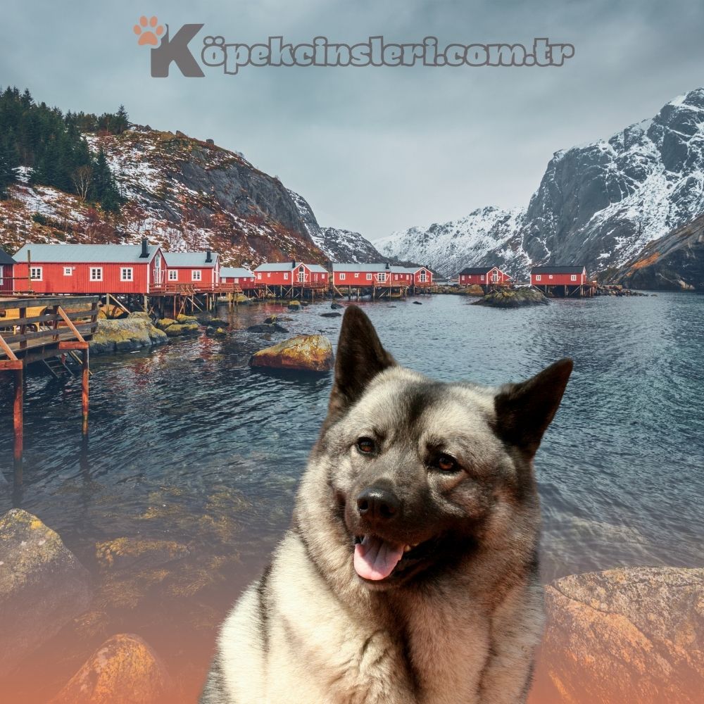Menşei Norveç Olan Köpekler