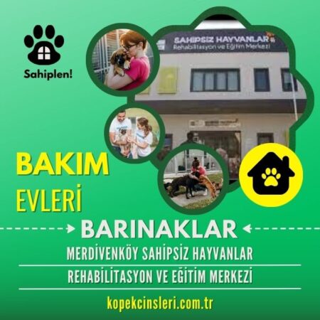 Merdivenköy Sahipsiz Hayvanlar Rehabilitasyon Ve Eğitim Merkezi