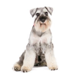 Miniature Schnauzer