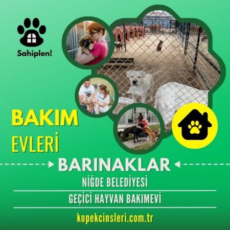 Niğde Belediyesi Geçici Hayvan Bakımevi