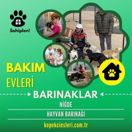 Niğde Hayvan Barınağı