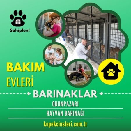 Odunpazarı Hayvan Barınağı