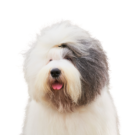 Old English Sheepdog