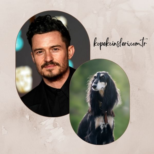 Orlando Bloom’un Köpeği Sidi - Ünlülerin Köpek İsimleri 