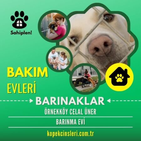 Örnekköy Celal Üner Barınma Evi