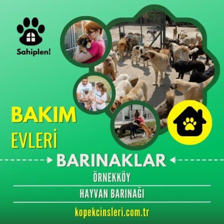 Örnekköy Hayvan Barınağı