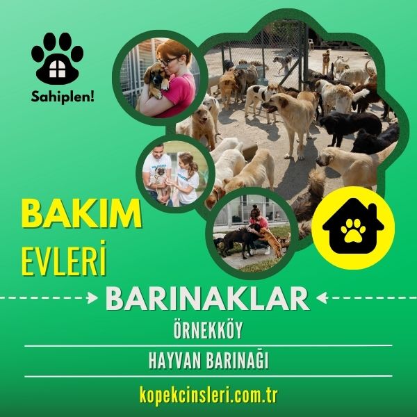 Örnekköy Hayvan Barınağı