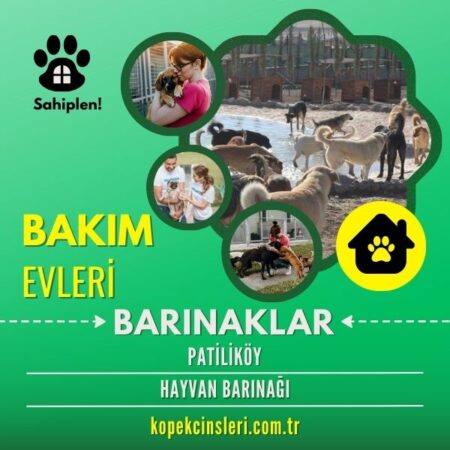 Patiliköy Hayvan Barınağı