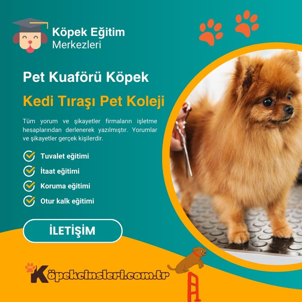 Pet Kuaförü Köpek Kedi Tıraşı Pet Koleji