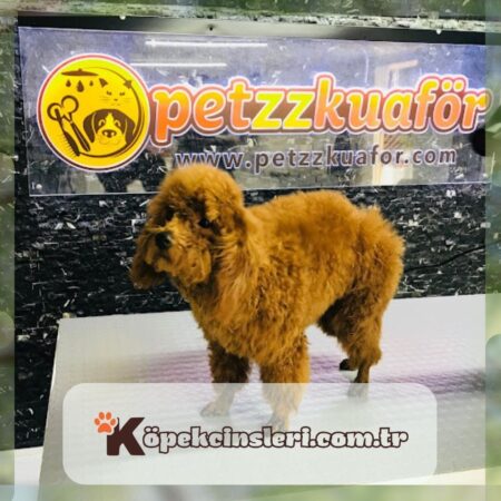 Petzz Kuaför- Kedi Köpek Pet Kuaförü