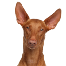 Pharaoh Hound