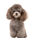 Poodle