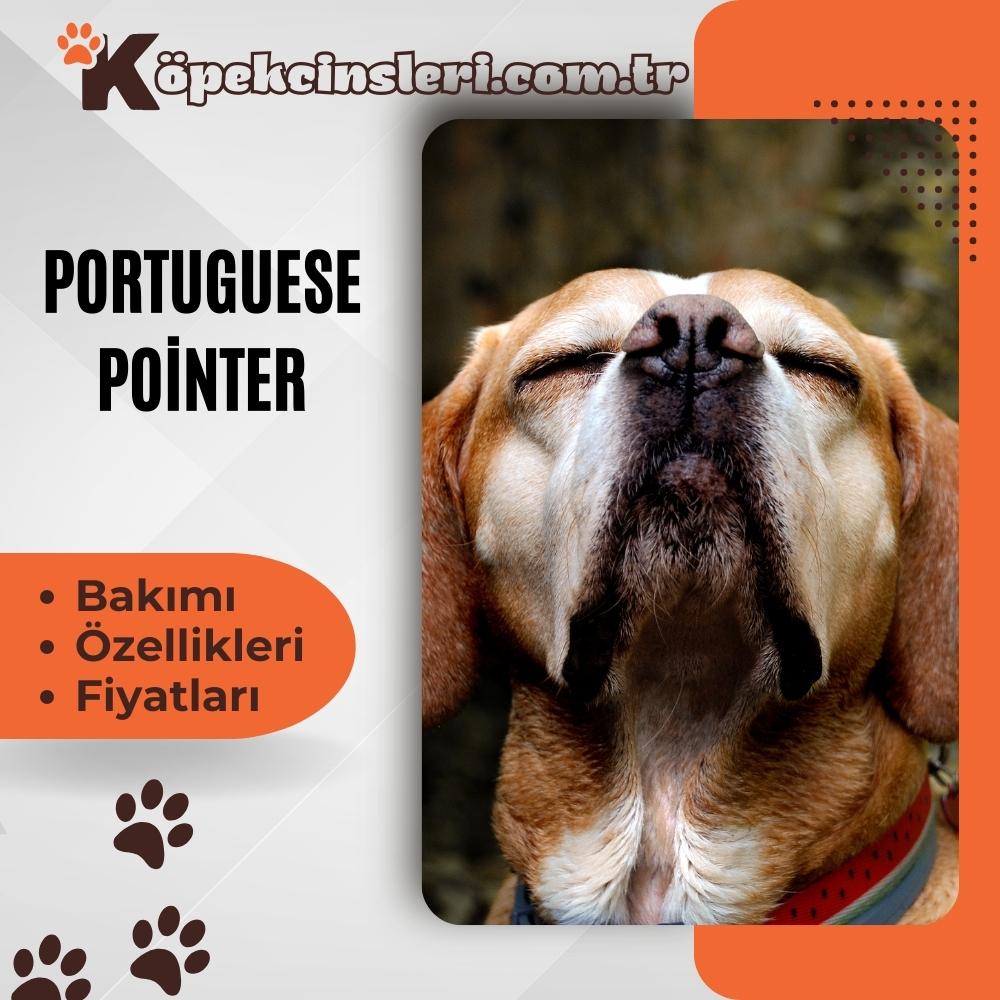 Portuguese Pointer