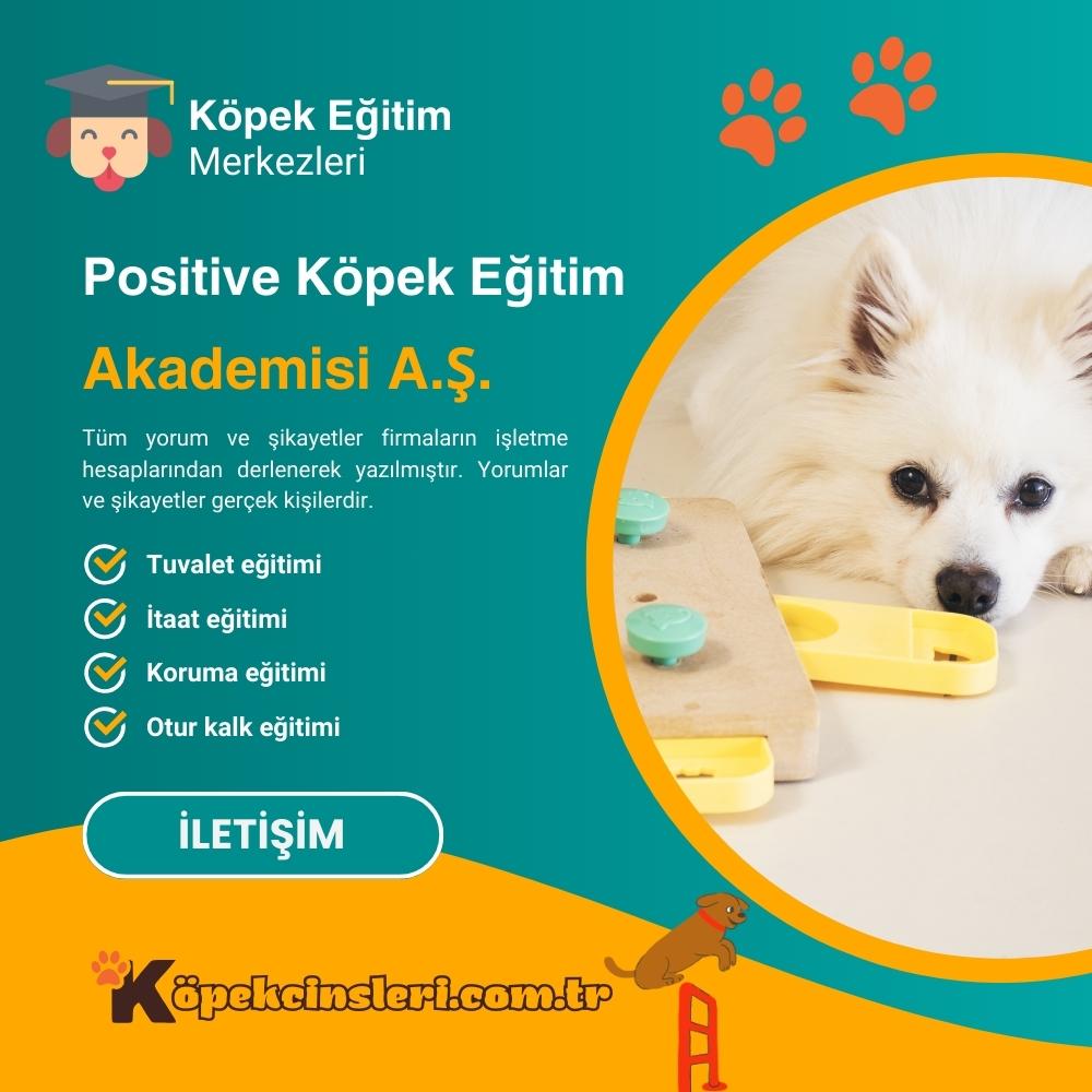 Positive Köpek Eğitim Akademisi A.Ş.