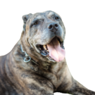 Presa Canario