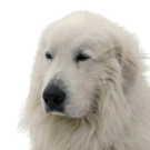 Pyrenean Mountain Dog