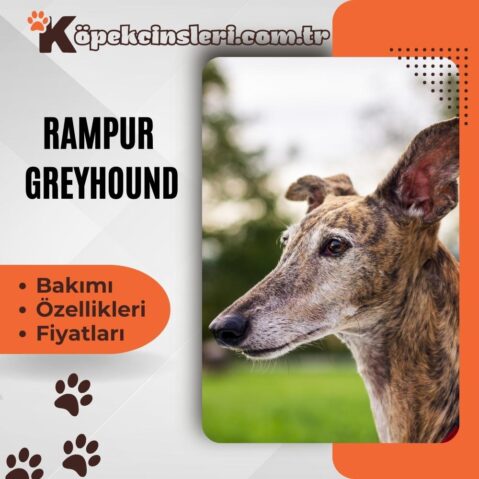 Rampur Greyhound Özellikleri, Bakımı ve Fiyatları