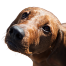 Redbone Coonhound