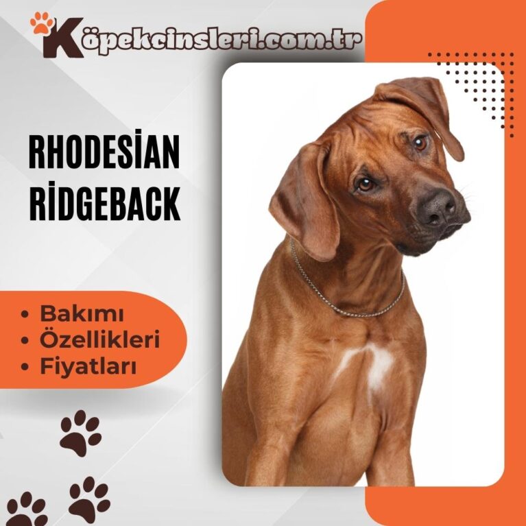 Rhodesian Ridgeback Özellikleri, Bakımı ve Fiyatları