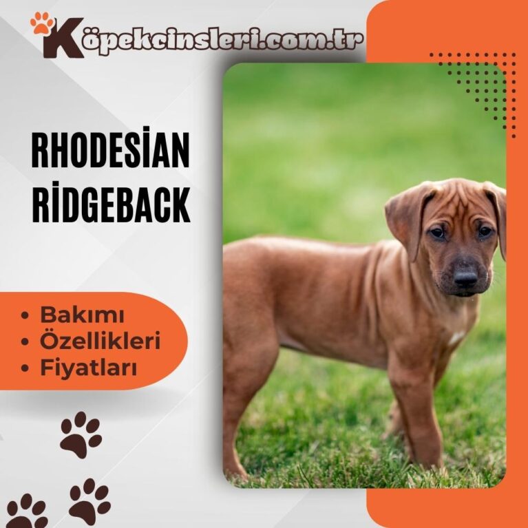 Rhodesian Ridgeback Özellikleri, Bakımı ve Fiyatları
