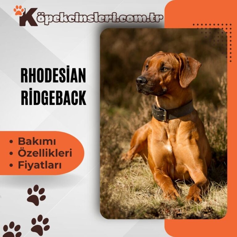 Rhodesian Ridgeback Özellikleri, Bakımı ve Fiyatları