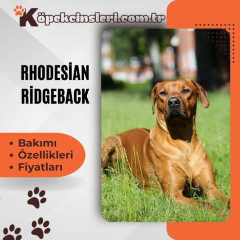 Rhodesian Ridgeback Özellikleri, Bakımı ve Fiyatları