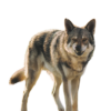 Saarloos Wolfdog 