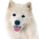 Samoyed