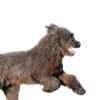 Sardinian Shepherd Dog