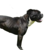 Serrano Bulldog