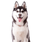 Siberian Husky