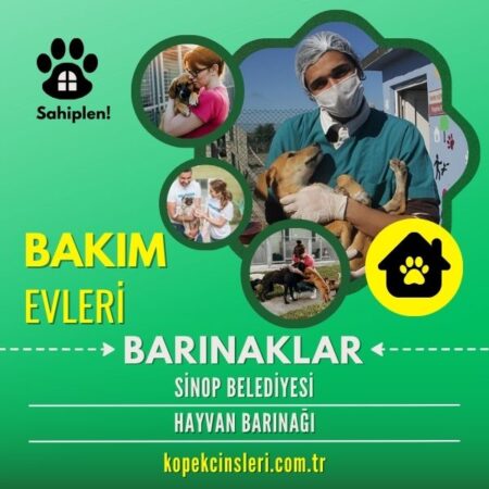 Sinop Belediyesi Hayvan Barınağı