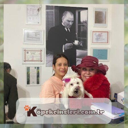 Şira Dog Care House Ümitköy Pet Kuaför Otel