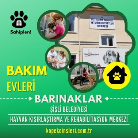 Şişli Belediyesi Hayvan Kısırlaştırma Ve Rehabilitasyon Merkezi