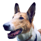 Smooth Collie