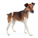 Smooth Fox Terrier