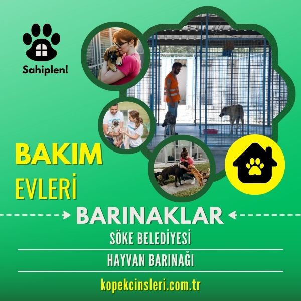 Söke Belediyesi Hayvan Barınağı