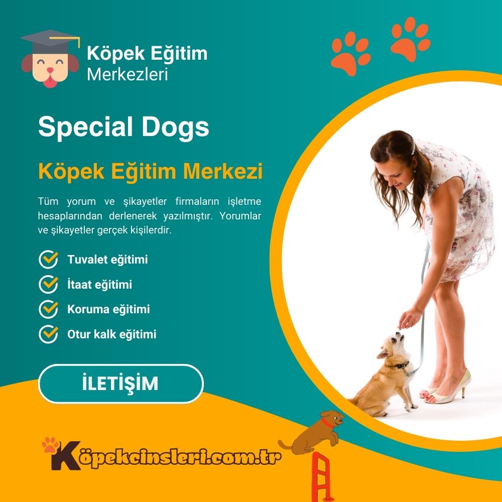 Special Dogs Köpek Eğitim Merkezi