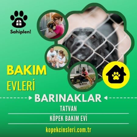 Tatvan Köpek Bakım Evi