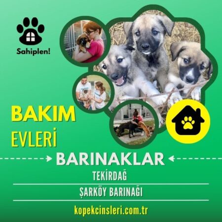 Tekirdağ Şarköy Barınağı