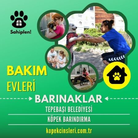 Tepebaşı Belediyesi Köpek Barındırma