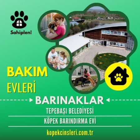 Eskişehir Tepebaşı Belediyesi Köpek Barındırma Evi