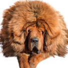 Tibetan Mastiff