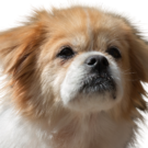 Tibetan Spaniel