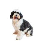 Tibetan Terrier