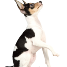 Toy Fox Terrier