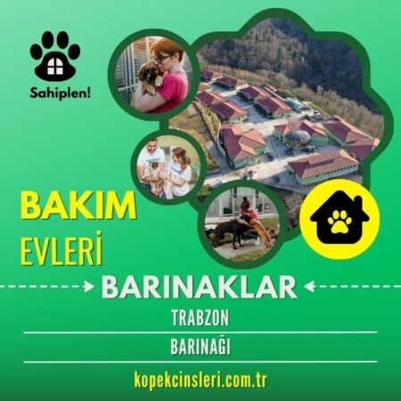 Trabzon Barınağı