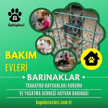 Trahayko Hayvanları Koruma Ve Yaşatma Derneği Hayvan Barınağı