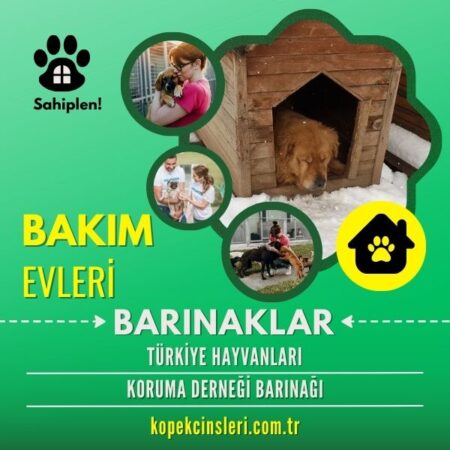 Türkiye Hayvanları Koruma Derneği Barınağı